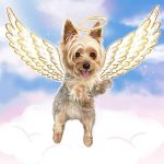 Yorkshire Terrier Memorial Pet Portrait