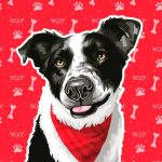 Border Collie dog portrait