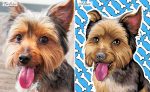 Yorkshire Terrier drawing by photo before after