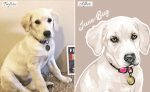 Labrador Retriever hand-painted picture to order from photo before - after