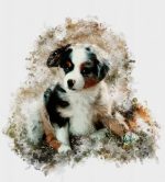 Drawing of an Australian shepherd in watercolor style
