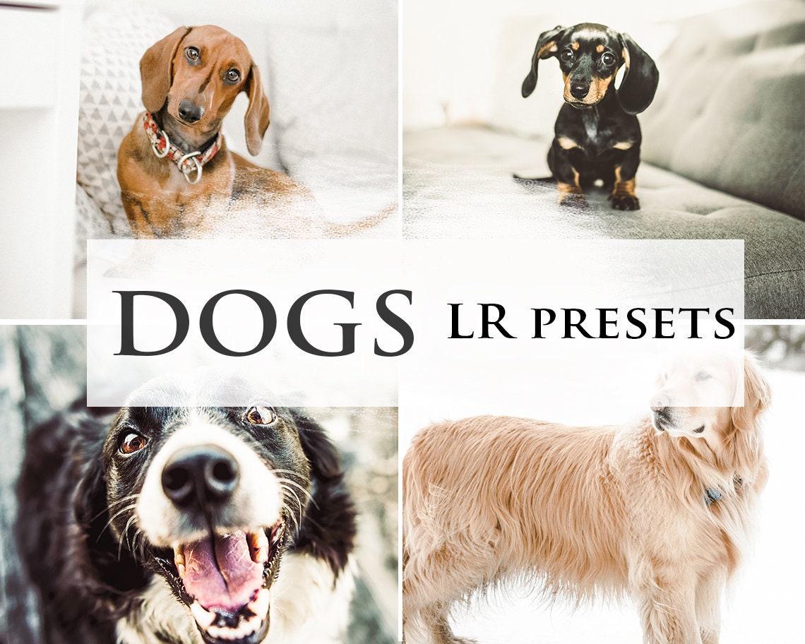 Dogs Presets Instagram & Lightroom 6 Filters Mobile Dogs Presets Instagram & Lightroom 6 Filters Mobile