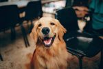 I will paint a colorful portrait of a golden retriever in watercolor style