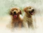 Portrait of Golden Retriever Puppies in watercolor style